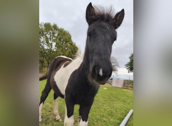 Icelandic Horse Mix, Stallion, Foal (05/2025), 13,2 hh, Pinto