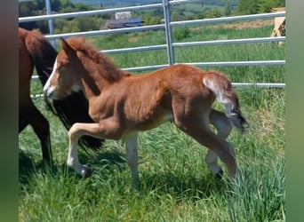 Icelandic Horse, Stallion, , 13,3 hh, Brown