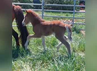 Icelandic Horse, Stallion, , 13,3 hh, Brown