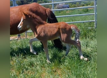 Icelandic Horse, Stallion, , 13,3 hh, Brown