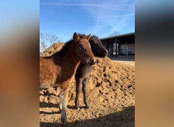 Icelandic Horse, Stallion, Foal (01/2026), 14.1 hh, Brown
