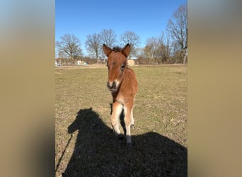 Icelandic Horse, Stallion, Foal (01/2026), 14.1 hh, Brown