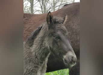 Icelandic Horse, Stallion, Foal (04/2025), 14.1 hh, Grullo Icelandic Horse, Stallion, Foal (04/2025), 14.1 hh, Grullo