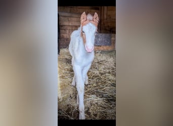 Icelandic Horse Mix, Stallion, Foal (03/2026), 14.1 hh, Pinto