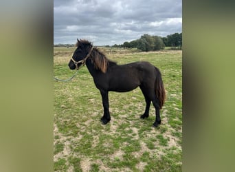 Icelandic Horse, Stallion, Foal (07/2025), 14.2 hh, Grullo Icelandic Horse, Stallion, Foal (07/2025), 14.2 hh, Grullo