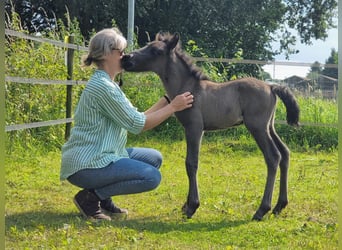 Icelandic Horse, Stallion, Foal (07/2025), 14.2 hh, Grullo Icelandic Horse, Stallion, Foal (07/2025), 14.2 hh, Grullo