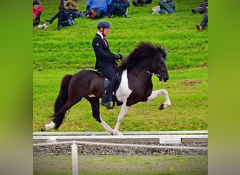 Icelandic Horse, Stallion, Foal (07/2025), 14.2 hh, Grullo Icelandic Horse, Stallion, Foal (07/2025), 14.2 hh, Grullo