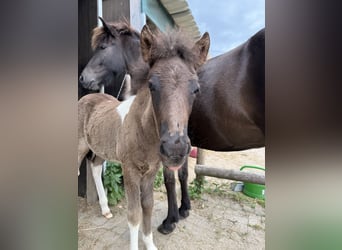 Icelandic Horse, Stallion, , 14 hh, Pinto