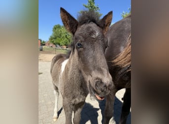 Icelandic Horse, Stallion, , 14 hh, Pinto