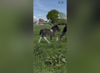 Icelandic Horse, Stallion, , 14 hh, Pinto