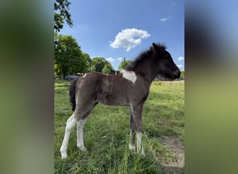 Icelandic Horse, Stallion, , 14 hh, Pinto