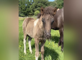 Icelandic Horse, Stallion, , 14 hh, Pinto