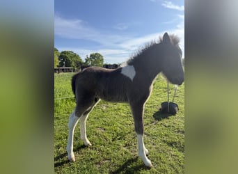 Icelandic Horse, Stallion, , 14 hh, Pinto