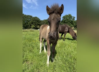 Icelandic Horse, Stallion, , 14 hh, Pinto