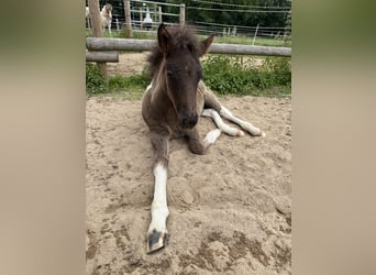 Icelandic Horse, Stallion, , 14 hh, Pinto
