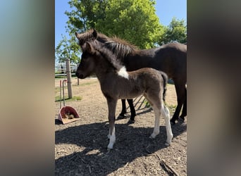 Icelandic Horse, Stallion, , 14 hh, Pinto