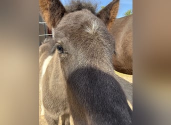 Icelandic Horse, Stallion, , 14 hh, Pinto