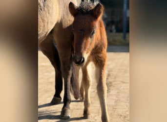 Icelandic Horse, Stallion, Foal (01/2026), 14,1 hh, Brown