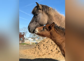 Icelandic Horse, Stallion, Foal (01/2026), 14,1 hh, Brown