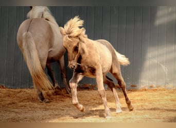 Icelandic Horse, Stallion, Foal (05/2025), 14,1 hh, Dun