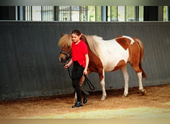 Icelandic Horse, Stallion, Foal (07/2025), 14,1 hh, Dun