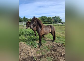 Icelandic Horse, Stallion, Foal (04/2025), 14,1 hh, Grullo