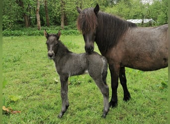 Icelandic Horse, Stallion, Foal (04/2025), 14,1 hh, Grullo