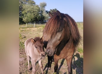 Icelandic Horse, Stallion, Foal (04/2025), 14,1 hh, Grullo
