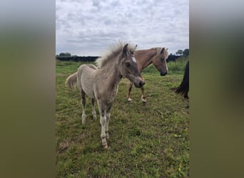 Icelandic Horse, Stallion, Foal (04/2025), 14,1 hh, Grullo