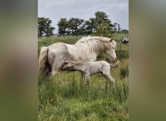 Icelandic Horse, Stallion, Foal (04/2025), 14,1 hh, Grullo