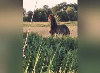 Icelandic Horse, Stallion, Foal (04/2025), 14,1 hh, Grullo