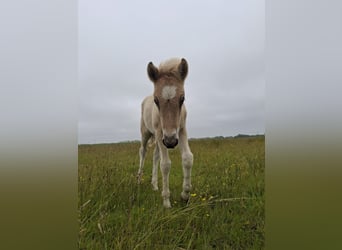 Icelandic Horse, Stallion, Foal (04/2025), 14,1 hh, Grullo
