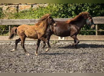 Icelandic Horse, Stallion, Foal (06/2024), Black