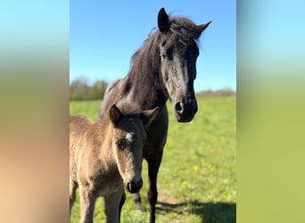 Icelandic Horse, Stallion, Foal (03/2026), Black