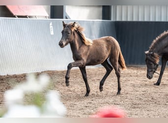 Icelandic Horse, Stallion, Foal (01/2026), Black