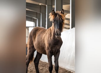 Icelandic Horse, Stallion, Foal (01/2026), Black
