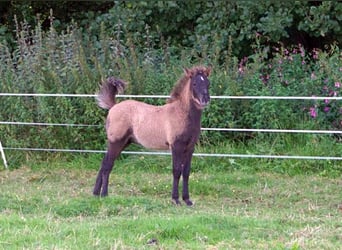 Icelandic Horse, Stallion, Foal (07/2026), Black
