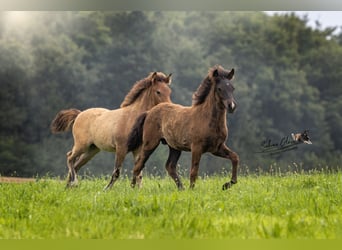 Icelandic Horse, Stallion, , Black