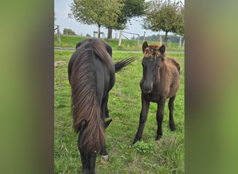 Icelandic Horse, Stallion, Foal (04/2025), Black