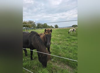 Icelandic Horse, Stallion, Foal (04/2025), Black