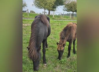 Icelandic Horse, Stallion, Foal (04/2025), Black