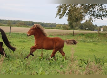 Icelandic Horse, Stallion, Foal (06/2023), Brown