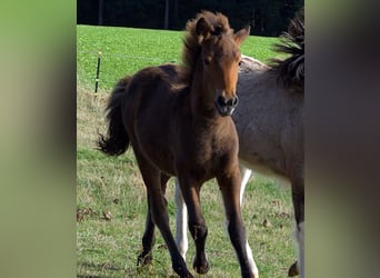 Icelandic Horse, Stallion, Foal (06/2026), Brown