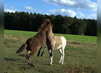 Icelandic Horse, Stallion, Foal (06/2026), Brown
