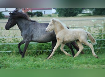 Icelandic Horse, Stallion, Foal (05/2024), Cremello