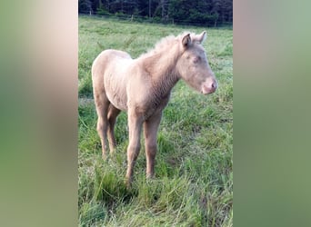 Icelandic Horse, Stallion, Foal (05/2024), Cremello