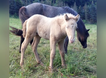 Icelandic Horse, Stallion, Foal (05/2024), Cremello