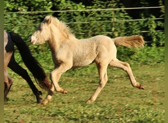 Icelandic Horse, Stallion, Foal (05/2024), Cremello