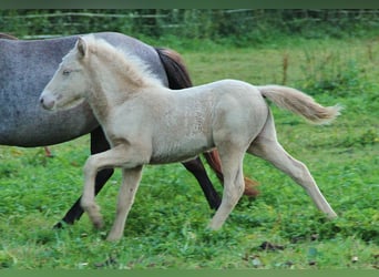 Icelandic Horse, Stallion, Foal (05/2024), Cremello