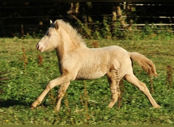 Icelandic Horse, Stallion, Foal (05/2024), Cremello